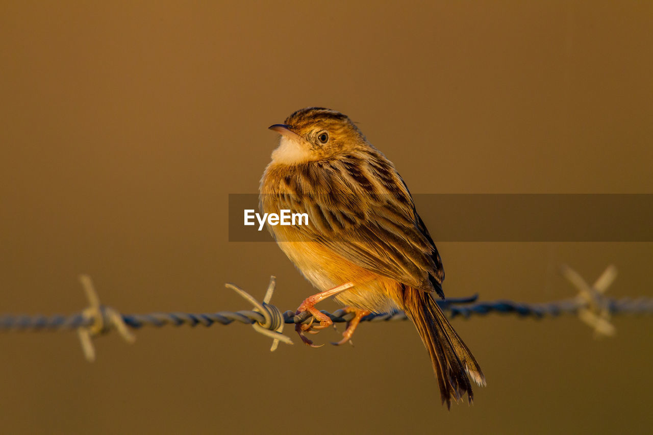 CLOSE-UP OF A BIRD