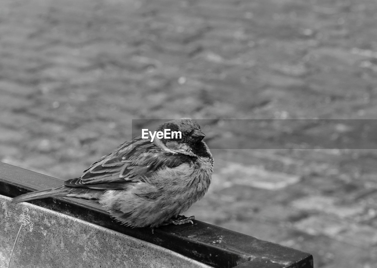 Close-up of bird perching outdoors