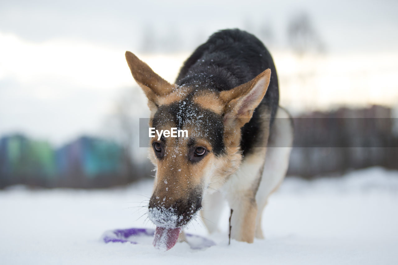 CLOSE-UP OF DOG ON SNOW COVERED LAND