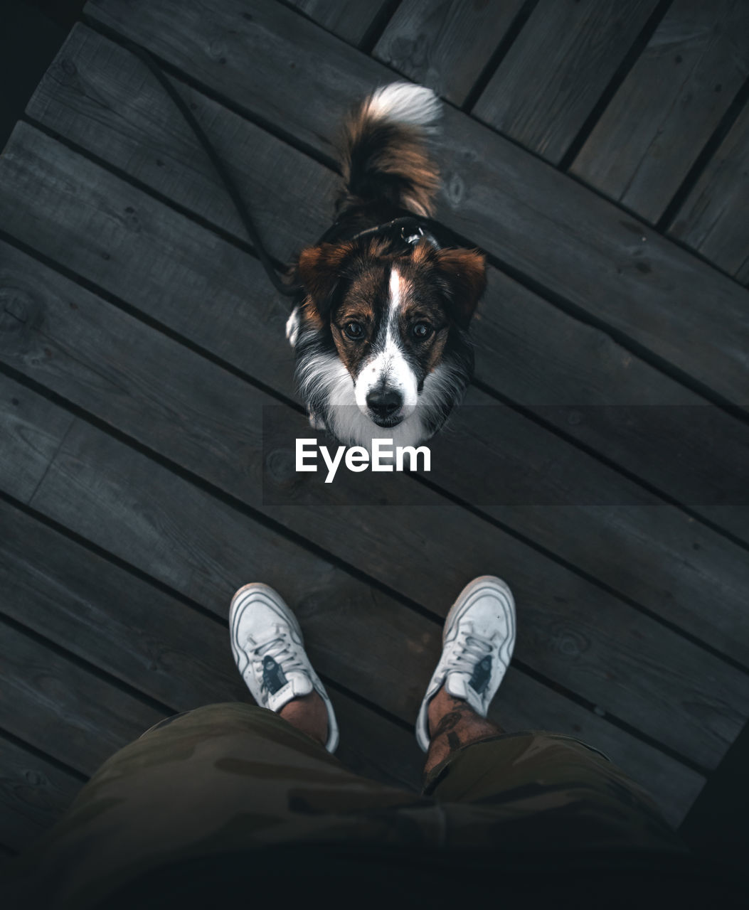 Low section of person with dog standing on wooden floor