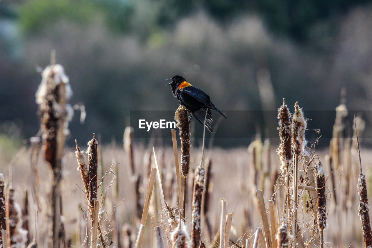 Close-up of red winged blackbird perching on field