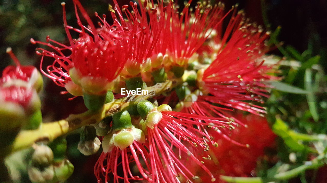 CLOSE-UP OF RED FLOWER BLOOMING OUTDOORS