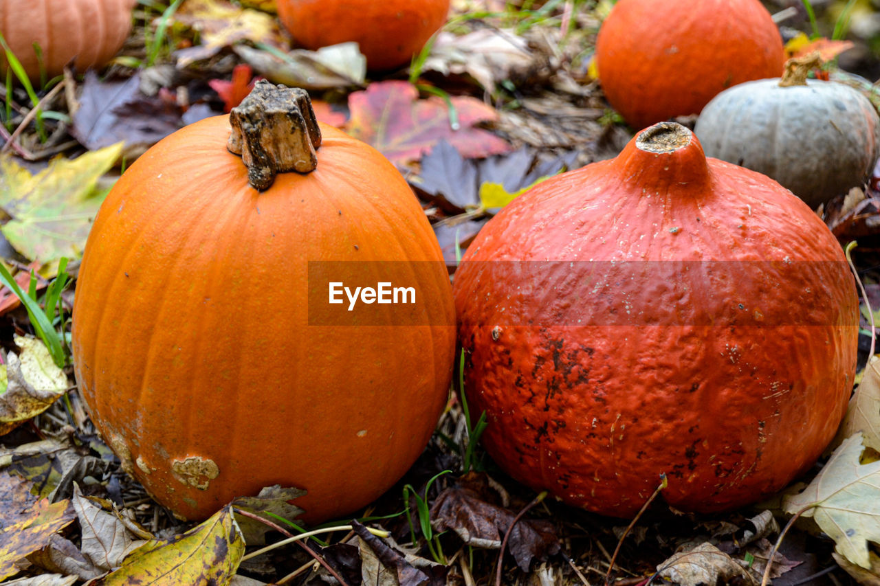 Close-up of pumpkins on field