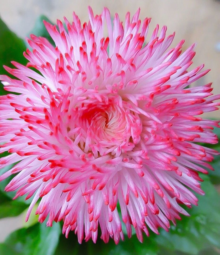 CLOSE-UP OF PINK COSMOS