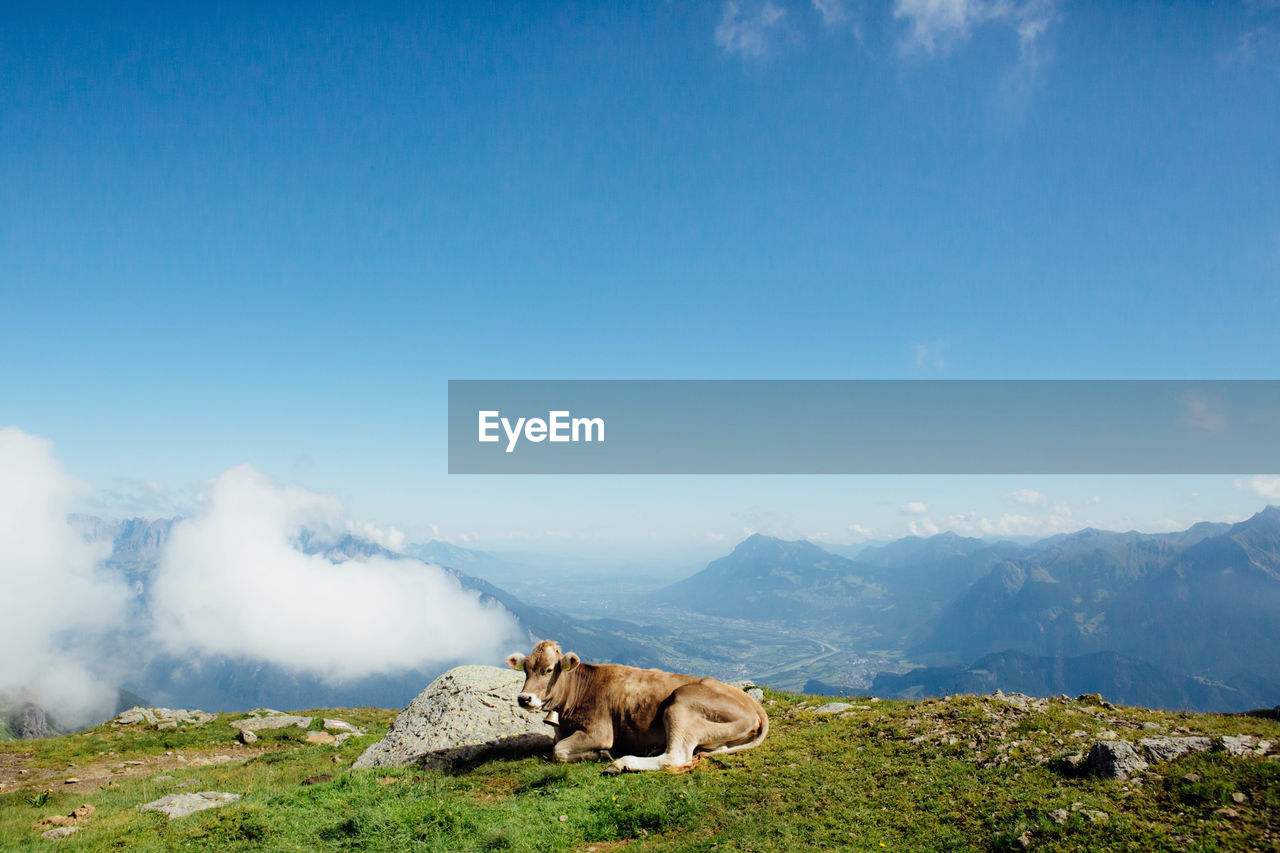 Cow relaxing on mountain against sky