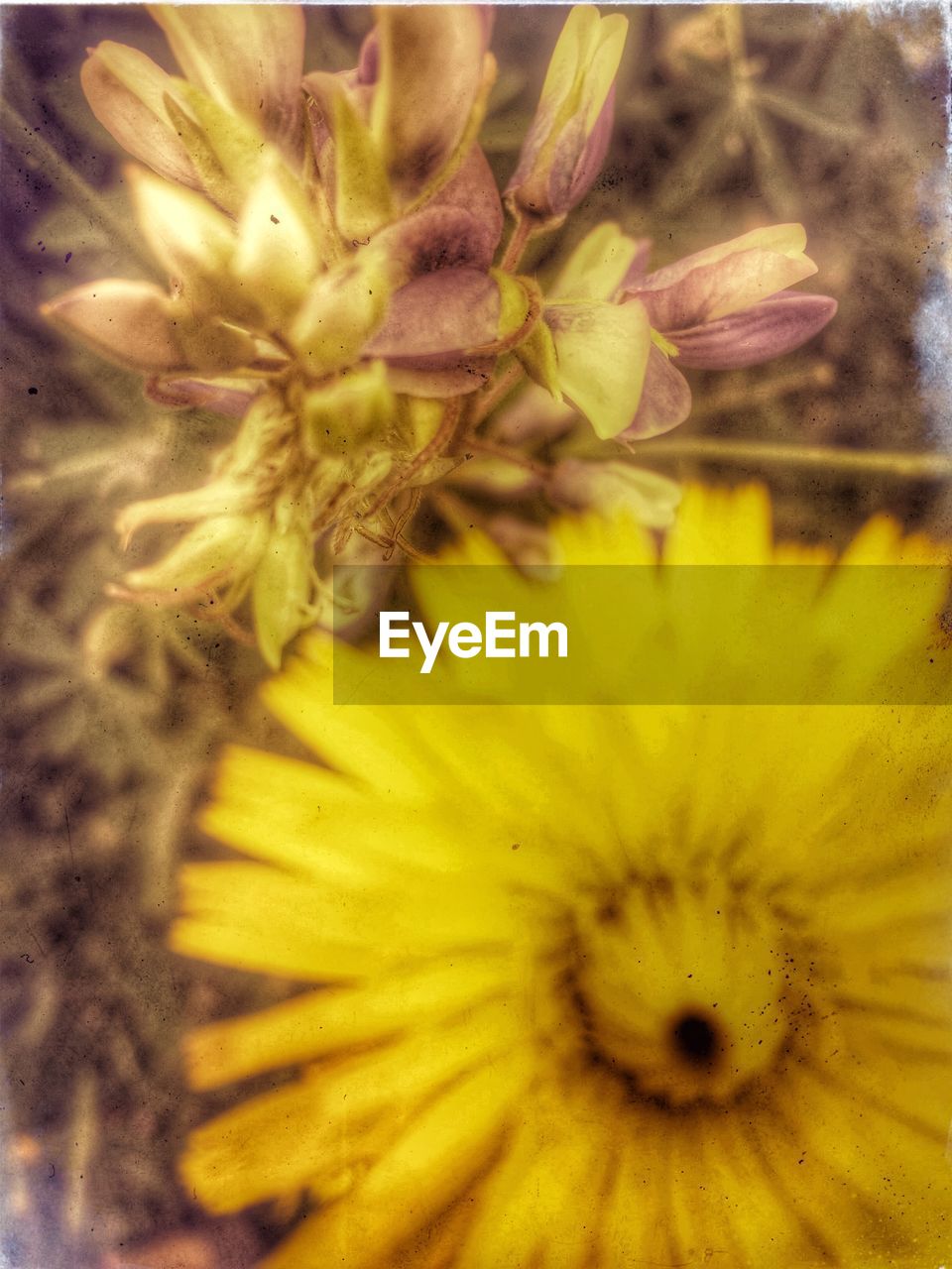 CLOSE-UP OF YELLOW FLOWERS