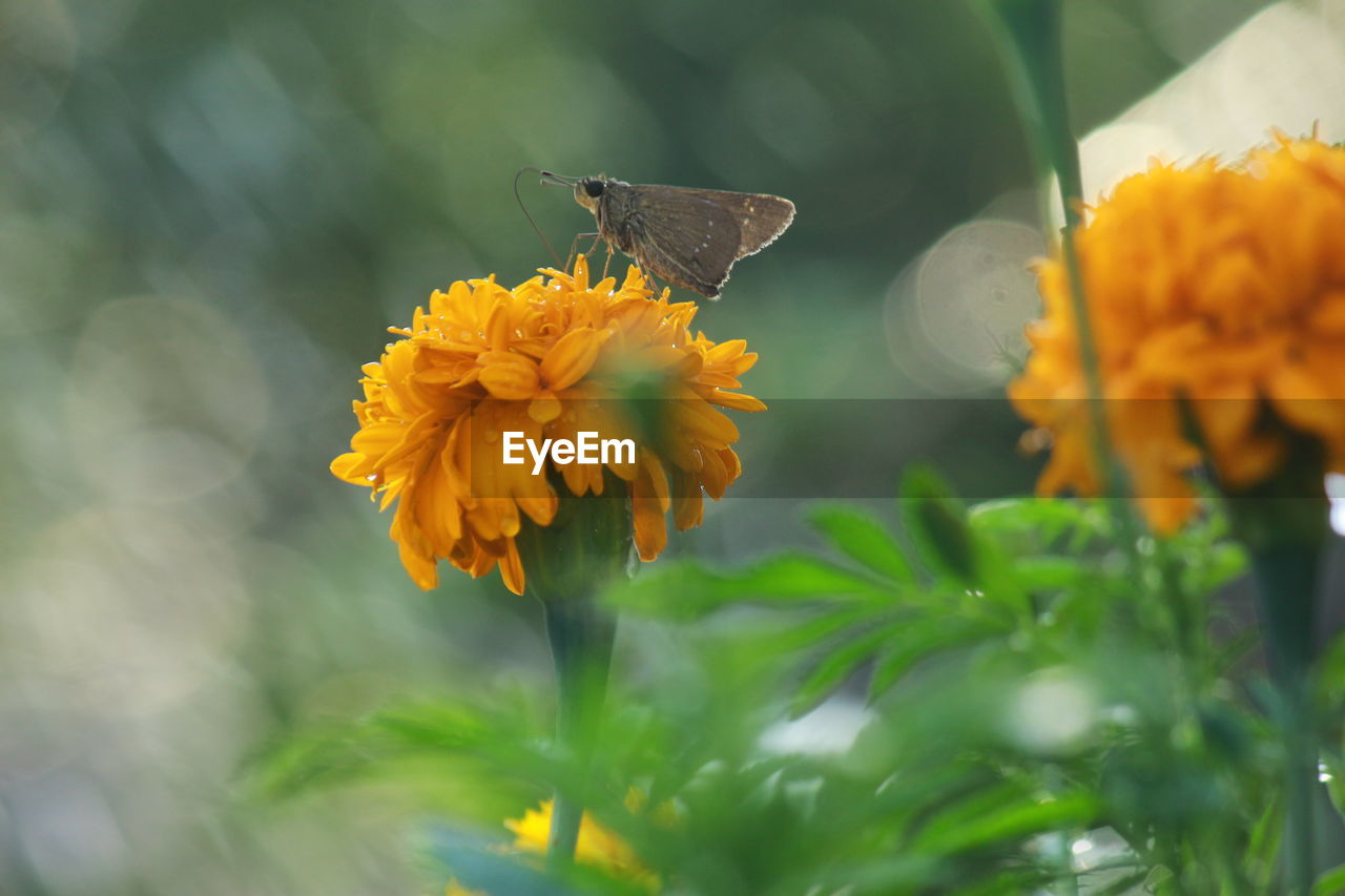 CLOSE-UP OF BUTTERFLY POLLINATING ON FLOWER