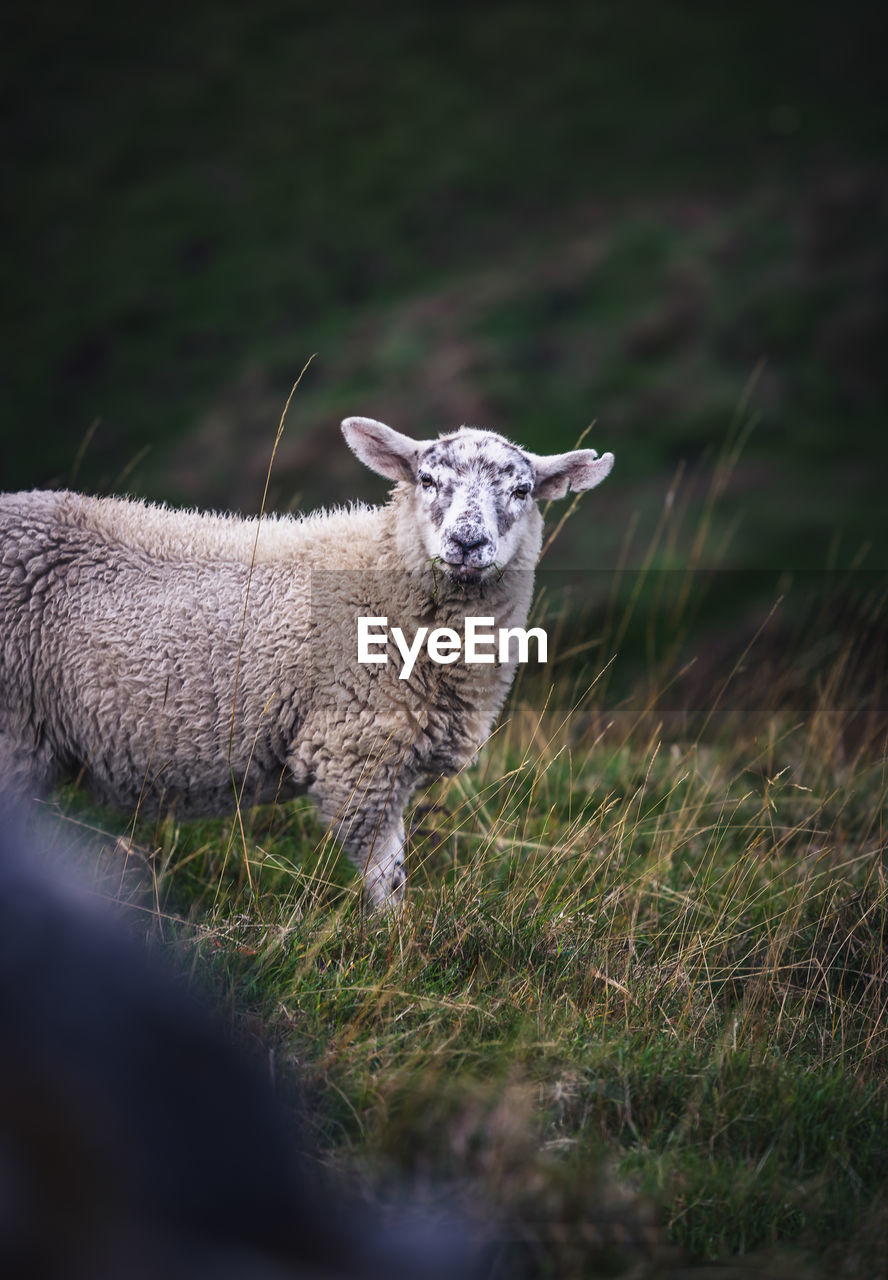 PORTRAIT OF SHEEP ON GRASS