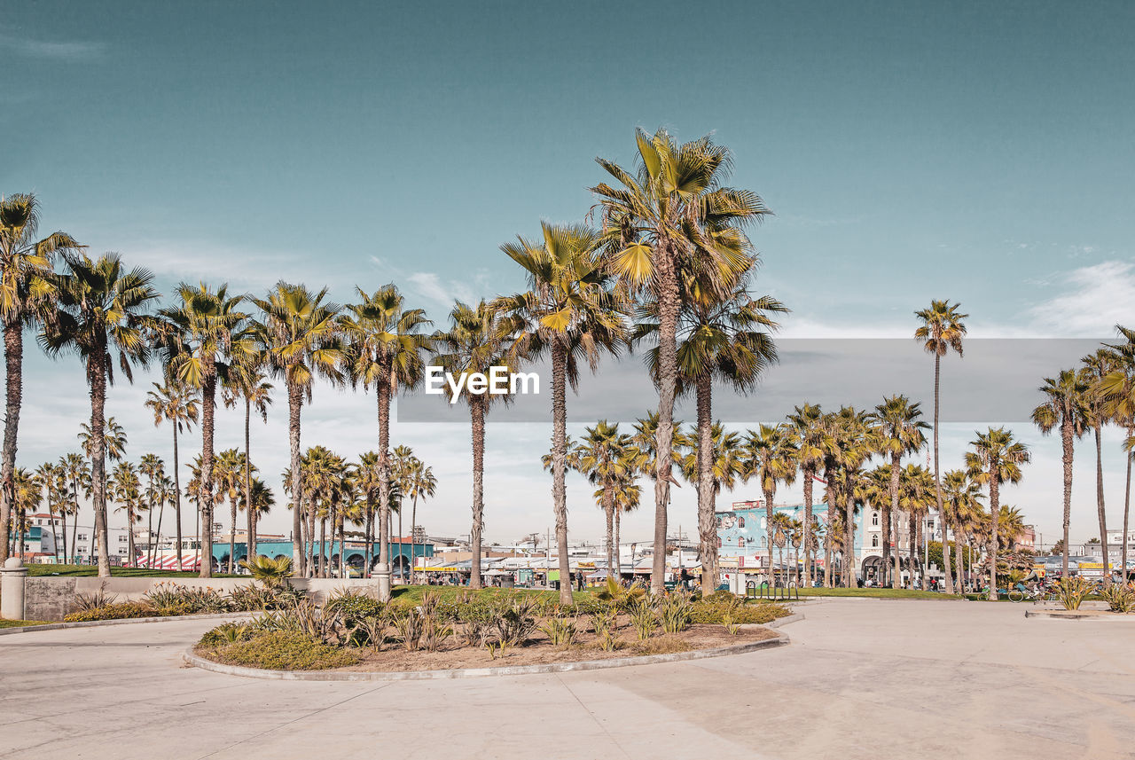 PALM TREES ON BEACH AGAINST SKY