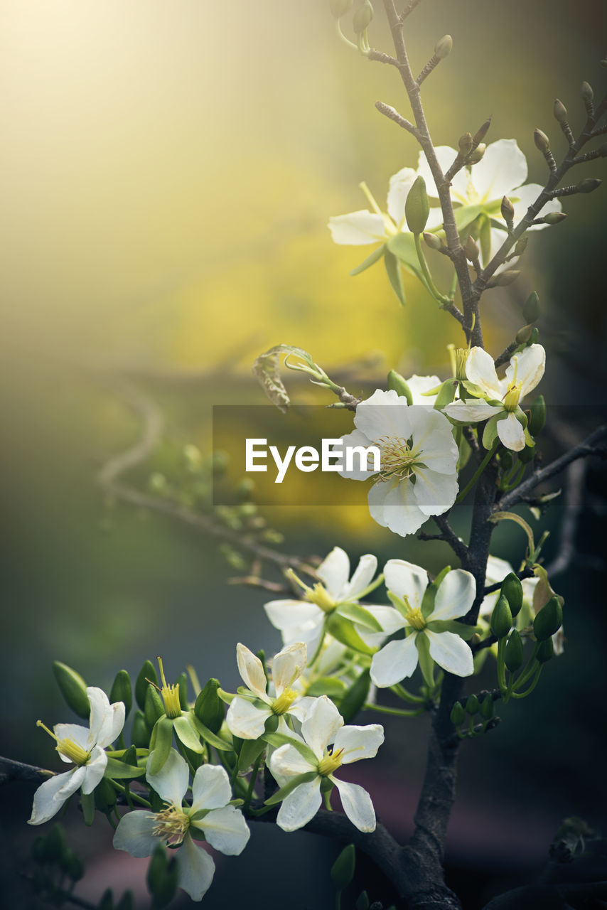 Close-up of white flowering plant