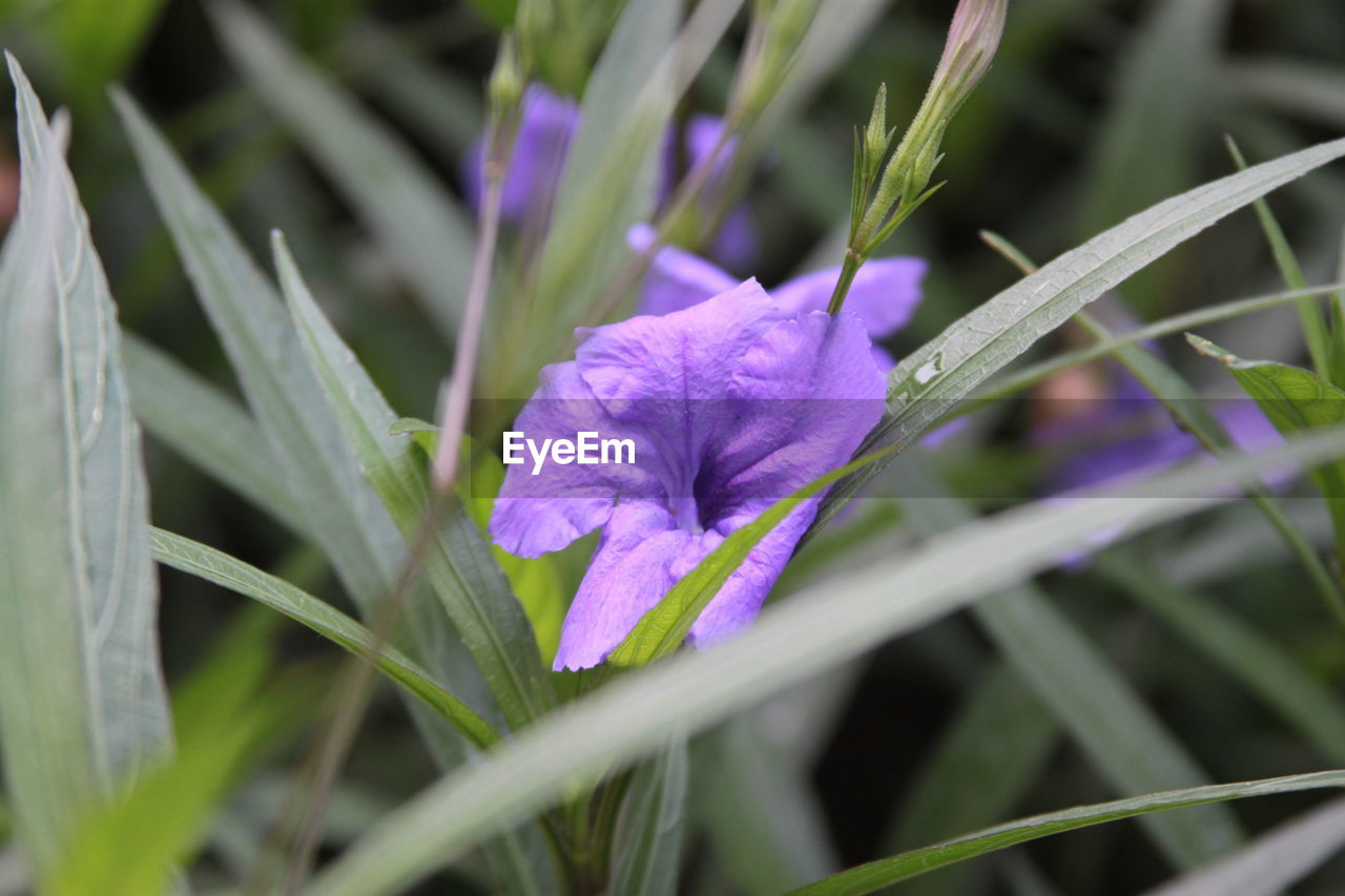 Close-up of purple crocus flower