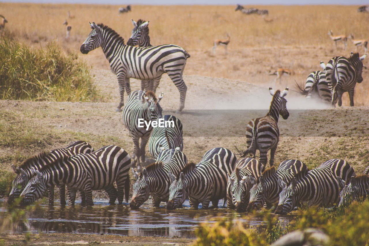 Zebras at lake