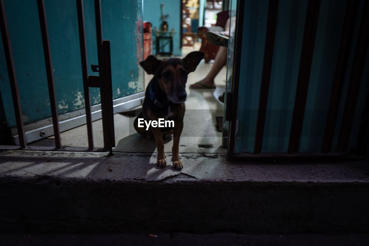 DOG STANDING BY DOOR