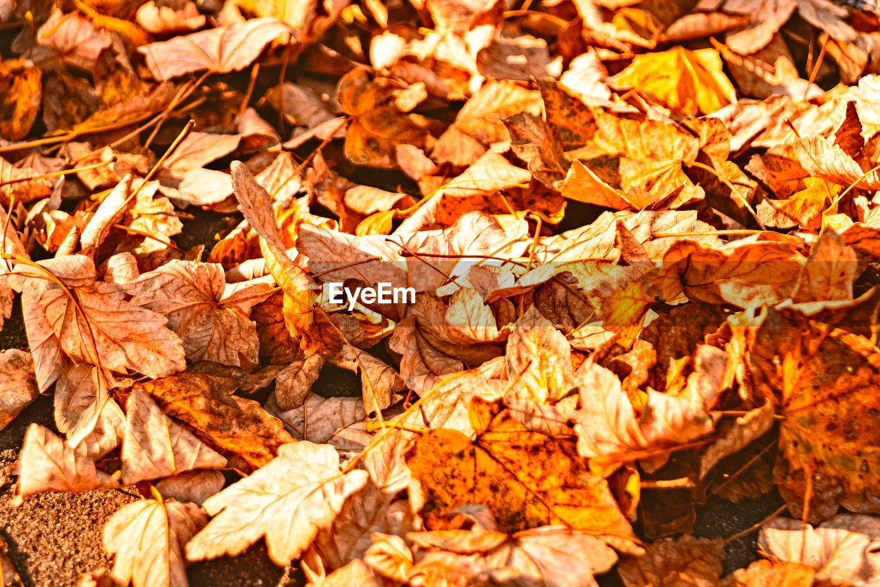 Full frame shot of dried autumn leaves on field