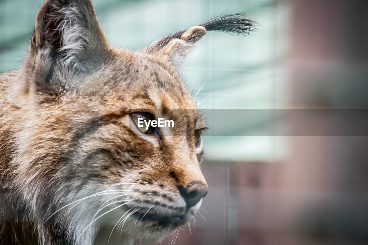 CLOSE-UP OF CAT LOOKING AWAY OUTDOORS