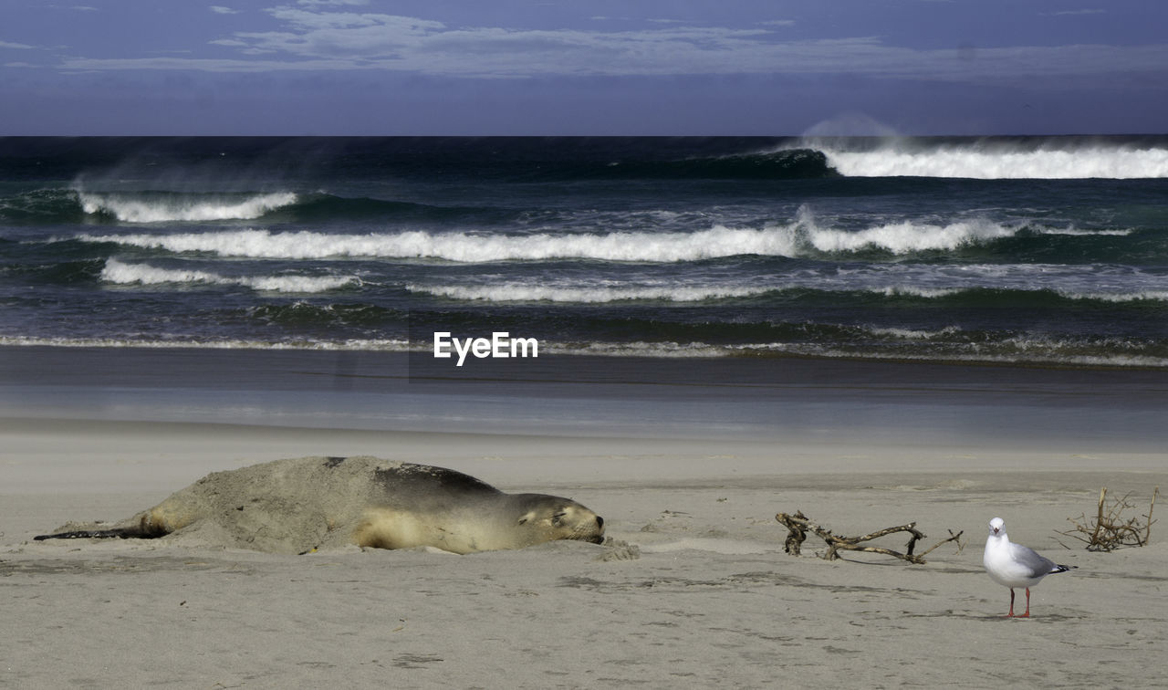 Seagull and sea lion on beach