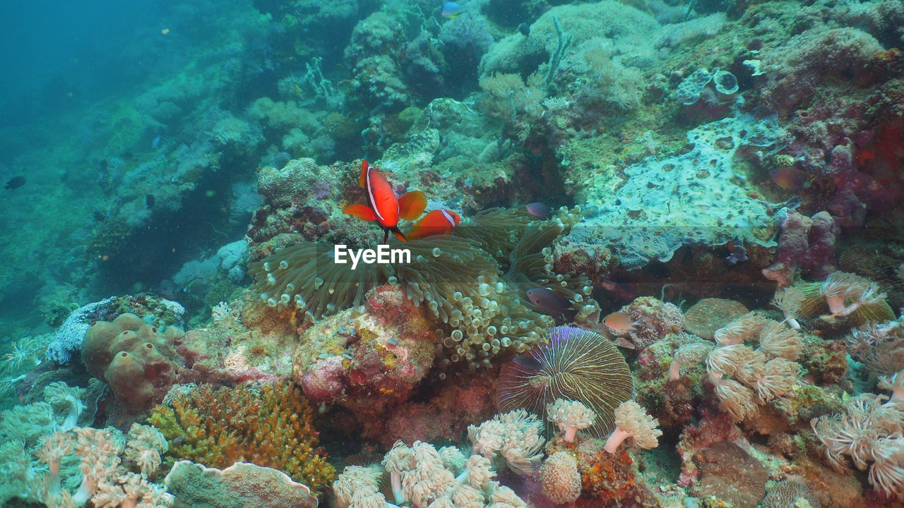 Clown anemonefish in actinia on coral reef. amphiprion percula. mindoro. 