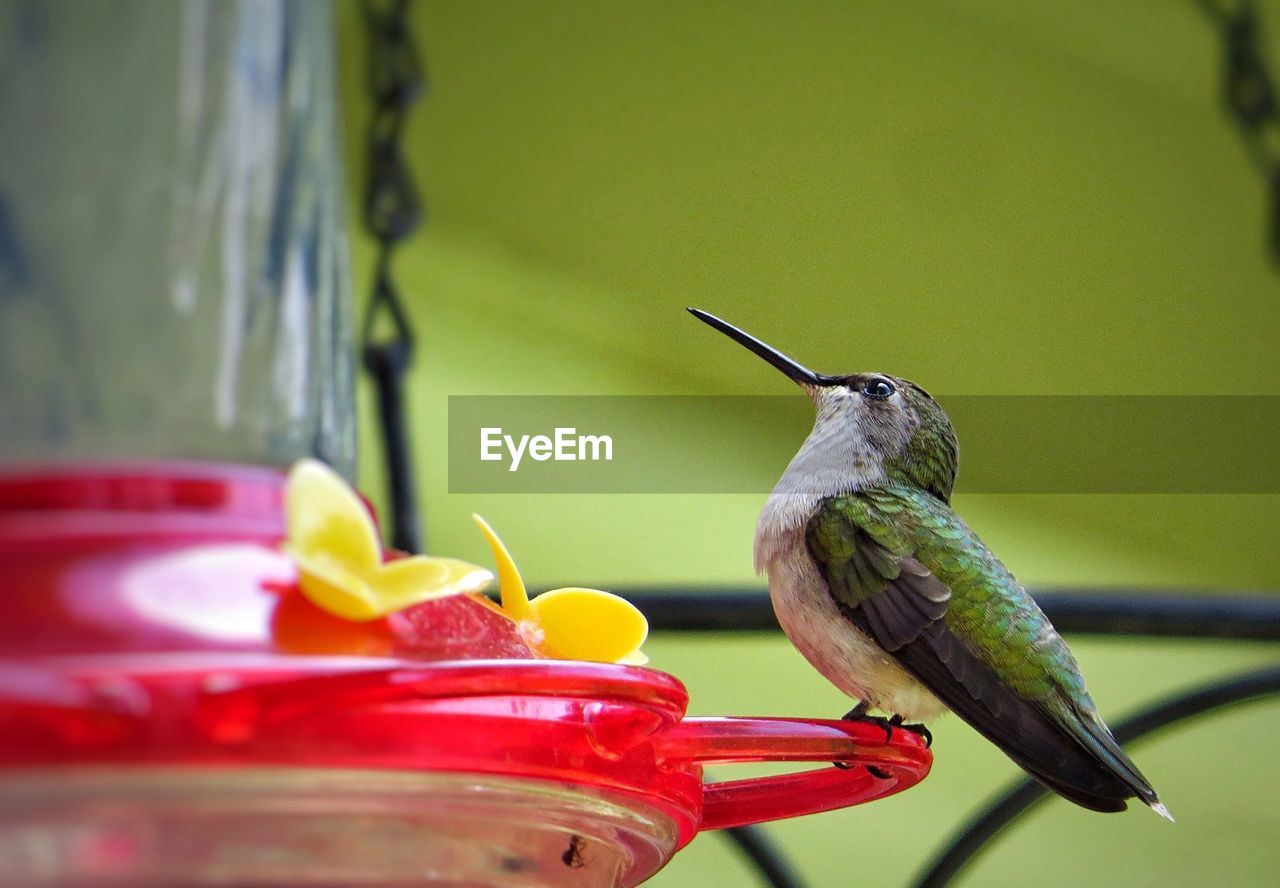 Close-up of humming bird perching on birdfeeder