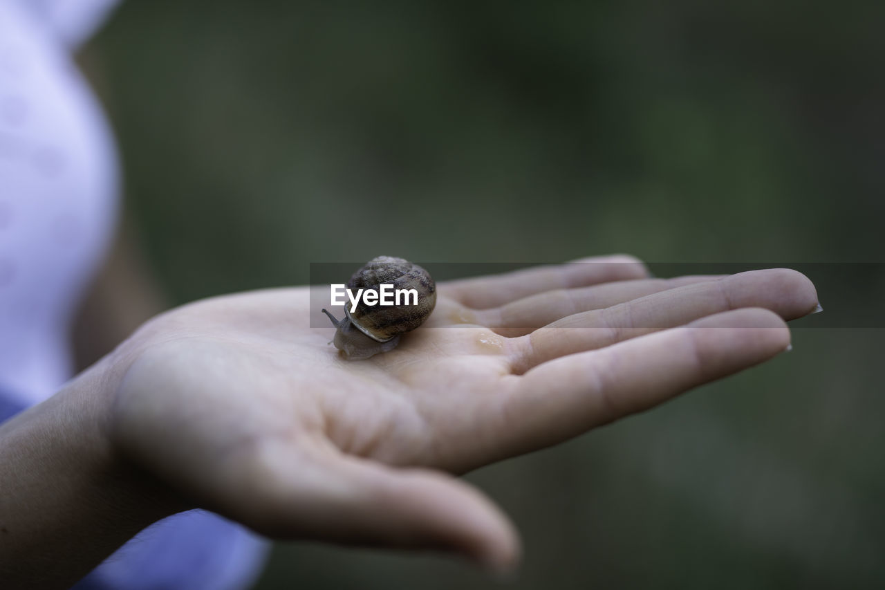 CLOSE-UP OF A HAND HOLDING SMALL