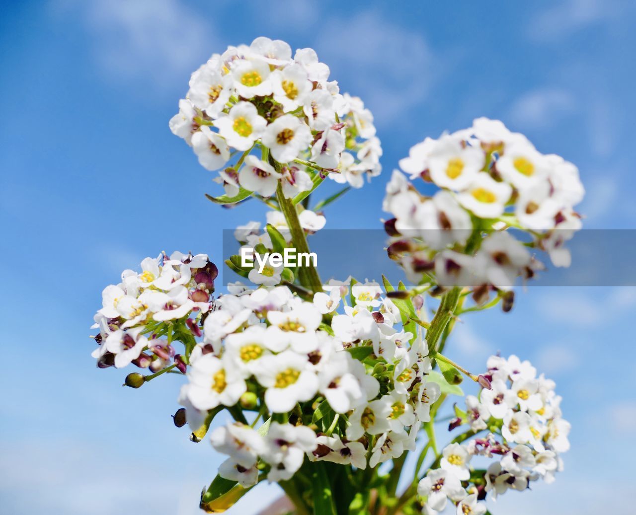 Close-up of white flowering plant against sky