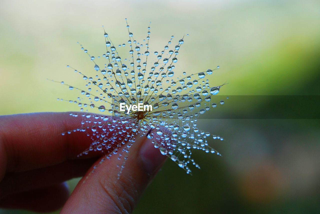 Close-up of hand holding wilted flower with water drops