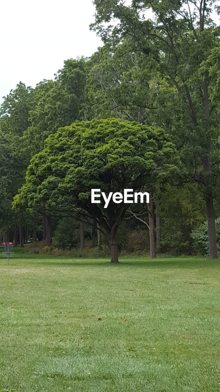 VIEW OF TREES ON LANDSCAPE