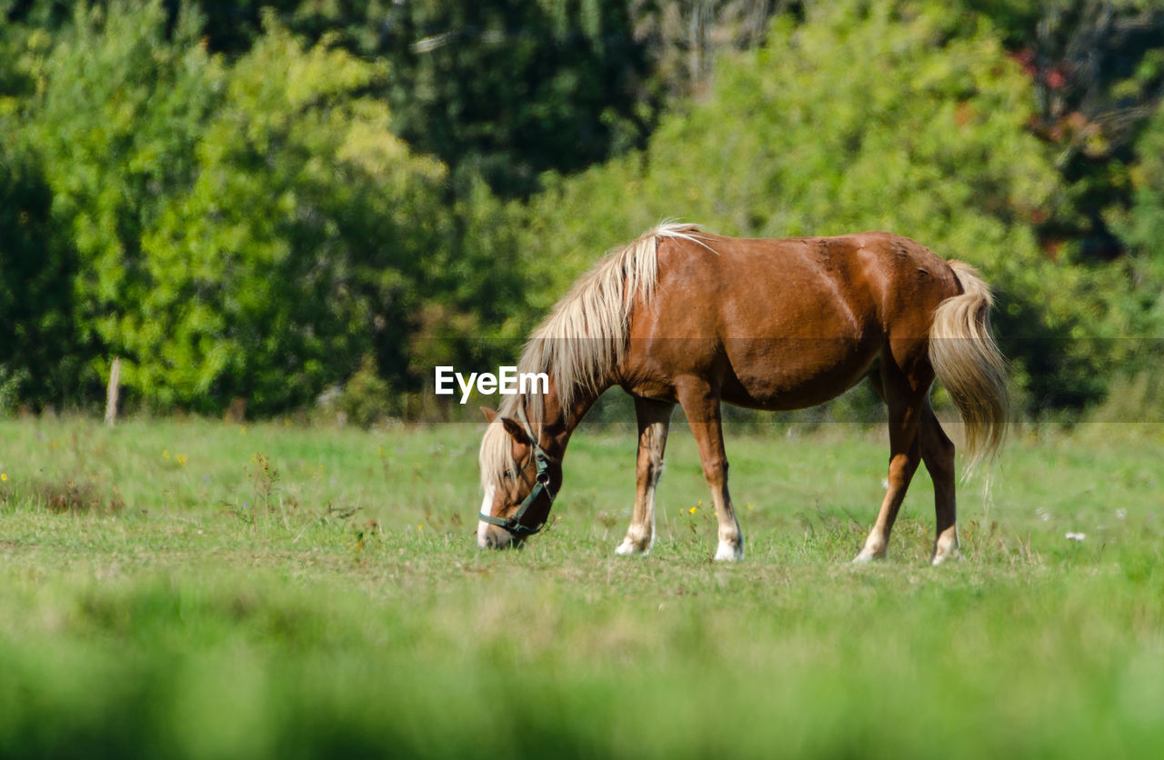 Horse grazing in a field