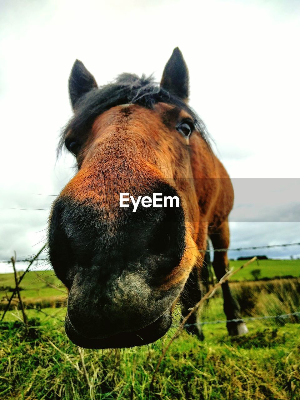 Close-up of horse on grassy field against sky