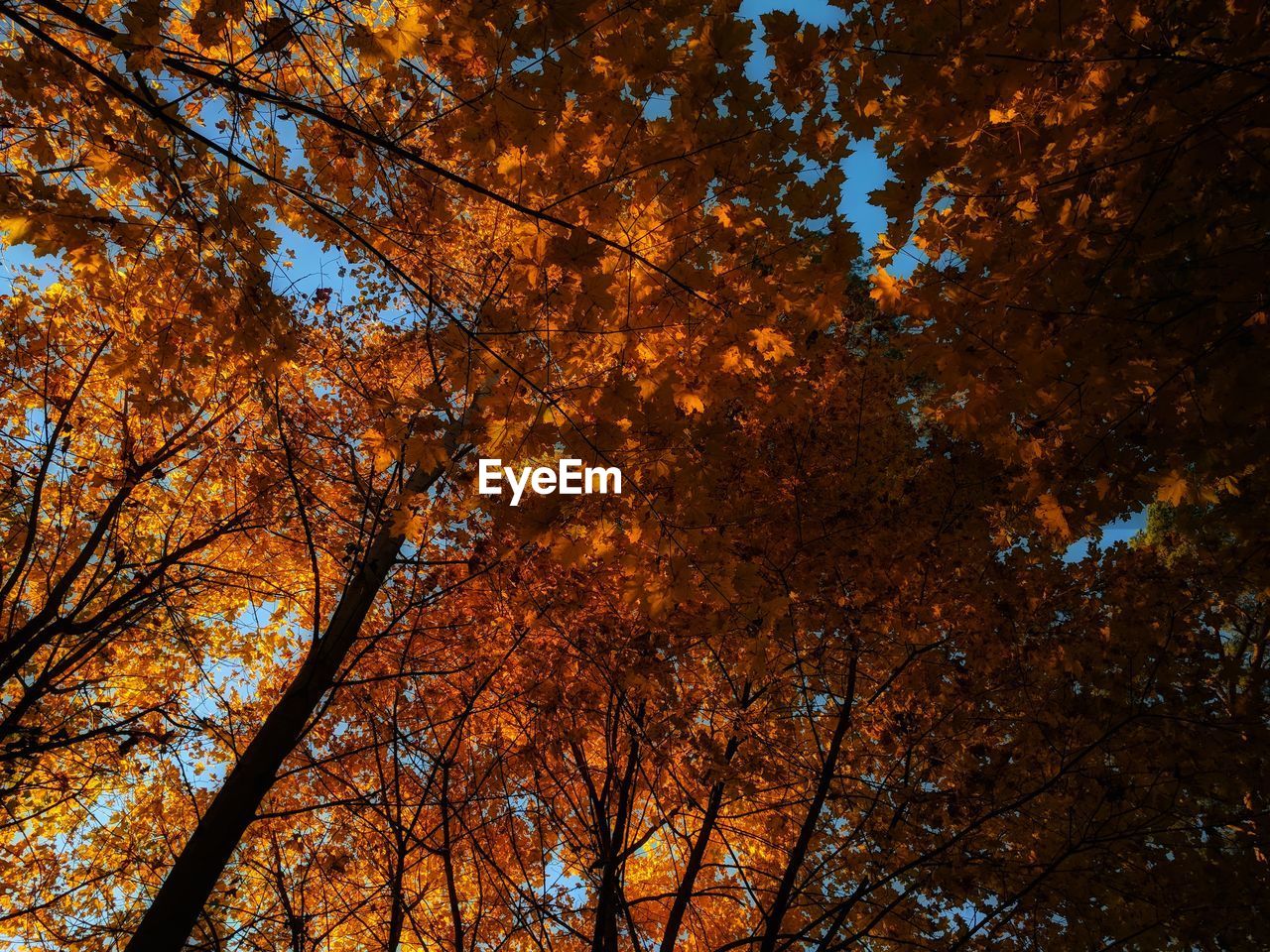 Low angle view of trees during autumn