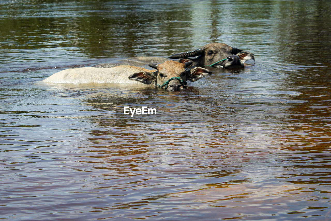 Buffalo family swimming in river