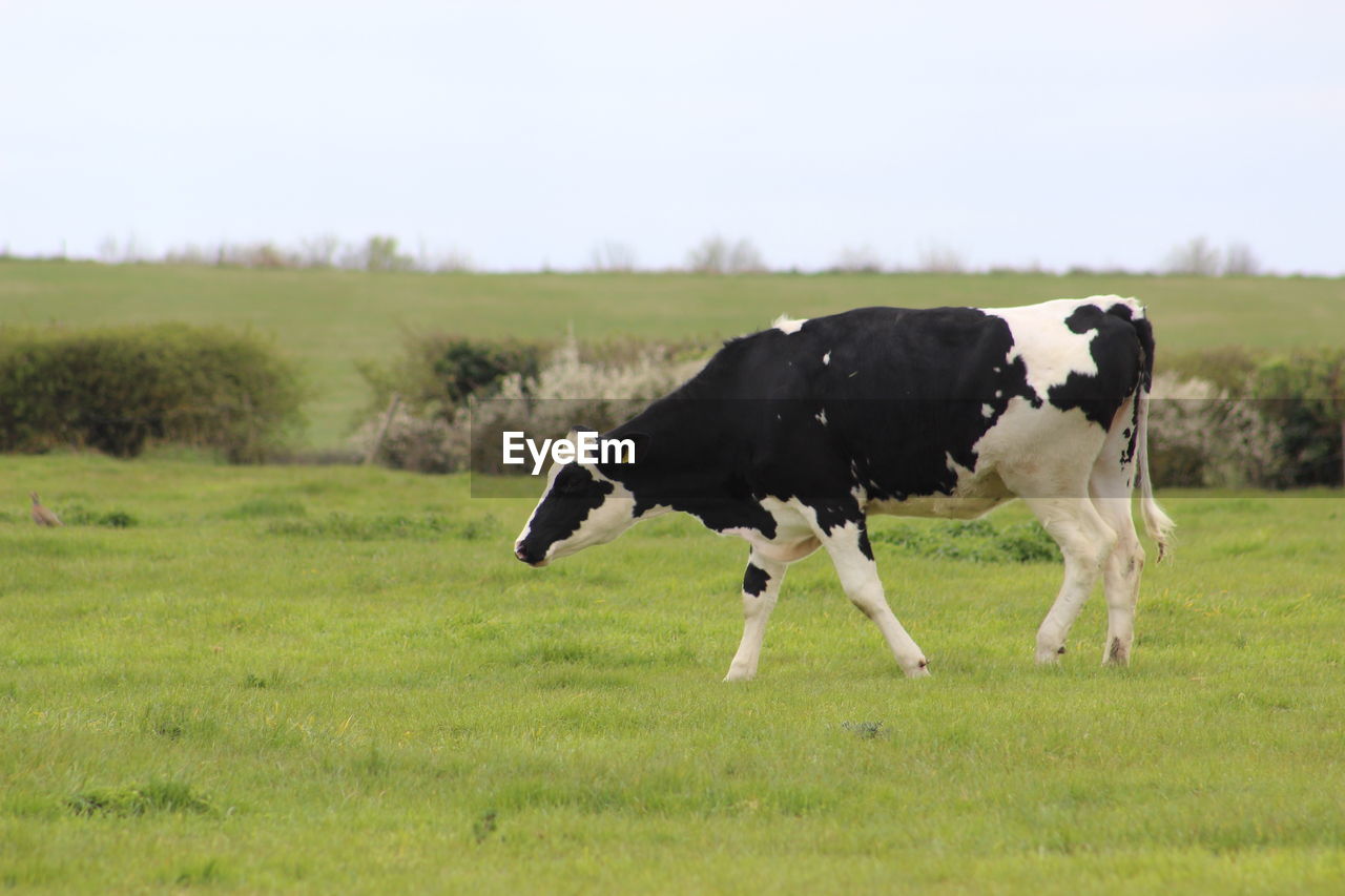 Cow on field 