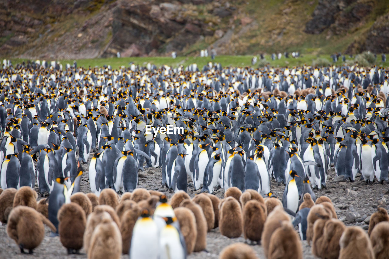 Herd of penguins on field 