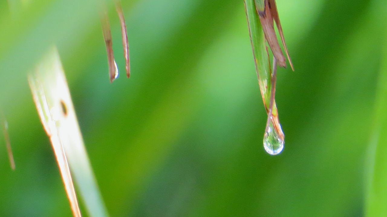 CLOSE-UP OF FRESH GREEN GRASS WITH DEW DROPS