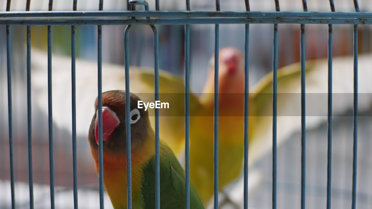 CLOSE-UP OF BIRD IN CAGE