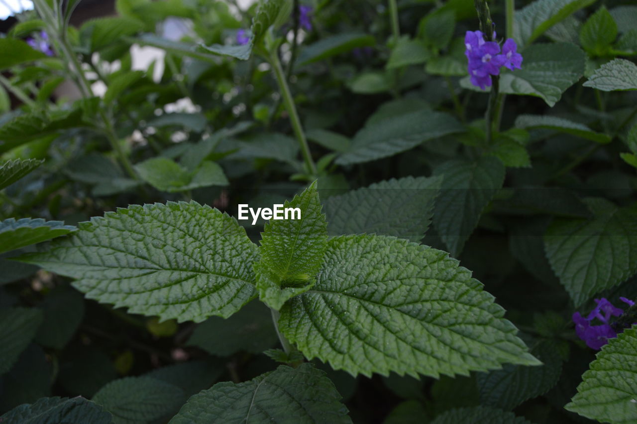 CLOSE-UP OF PLANTS