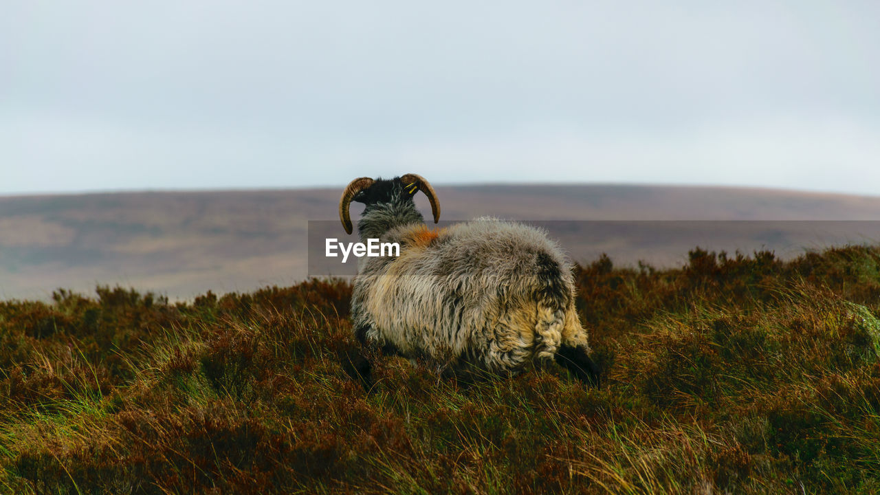 A portrait of a ram in the irish countryside, healthy livestock feeding in a lush rural setting
