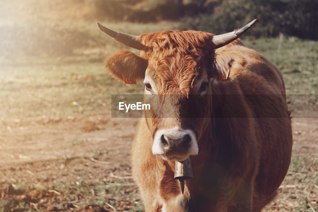 Portrait of cow on field