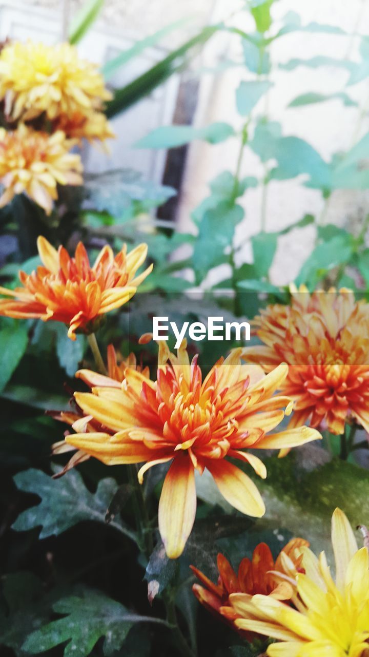 CLOSE-UP OF FLOWERS BLOOMING OUTDOORS