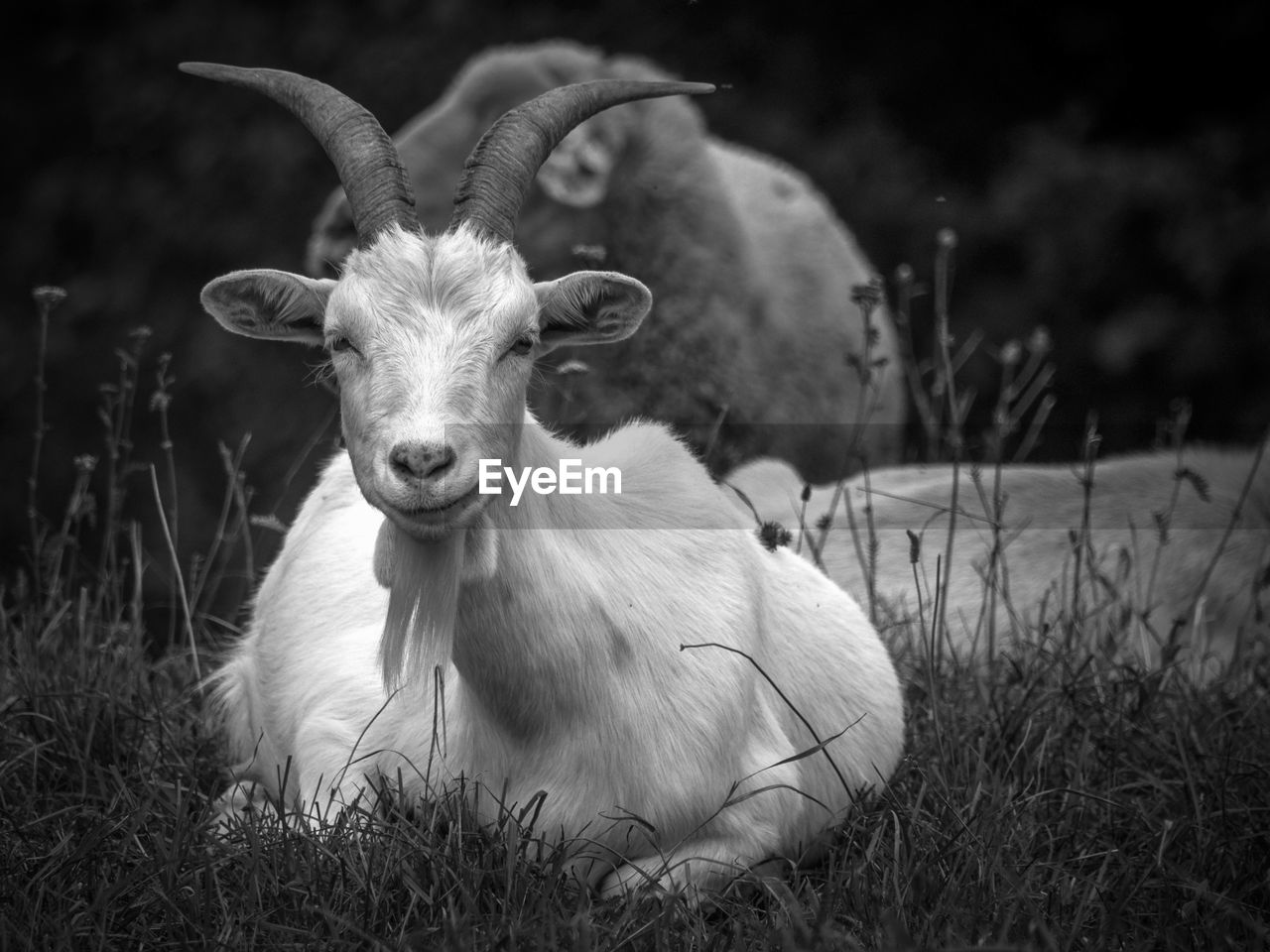 PORTRAIT OF A SHEEP ON FIELD