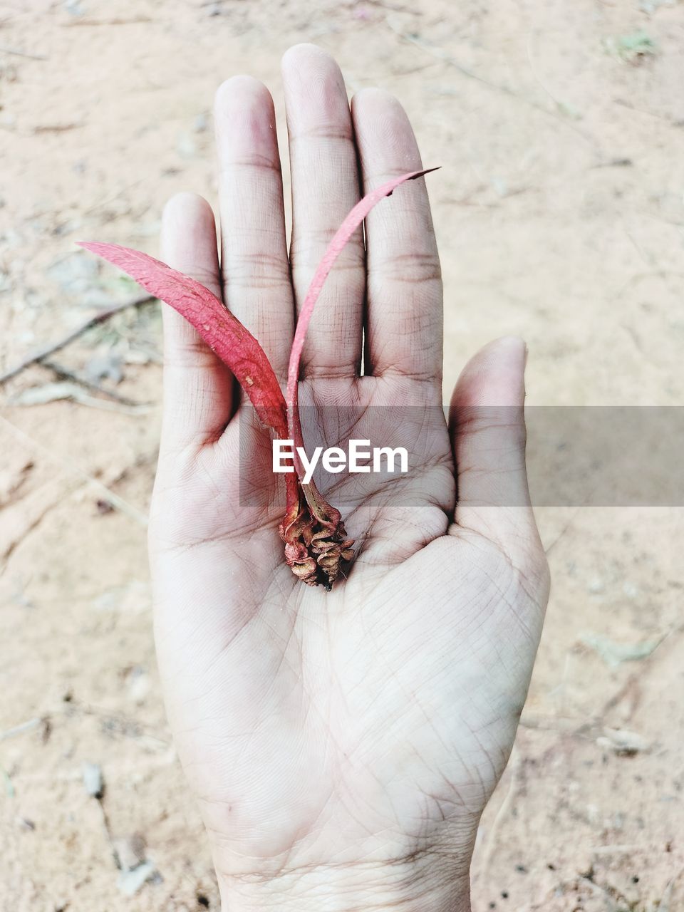 hand, finger, limb, one person, human leg, close-up, high angle view, soil, animal, day, skin, animal themes, holding, focus on foreground, nature, land, outdoors, animal wildlife, arm, sand