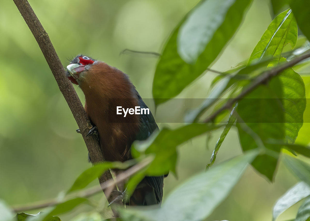 Bird perching on a branch