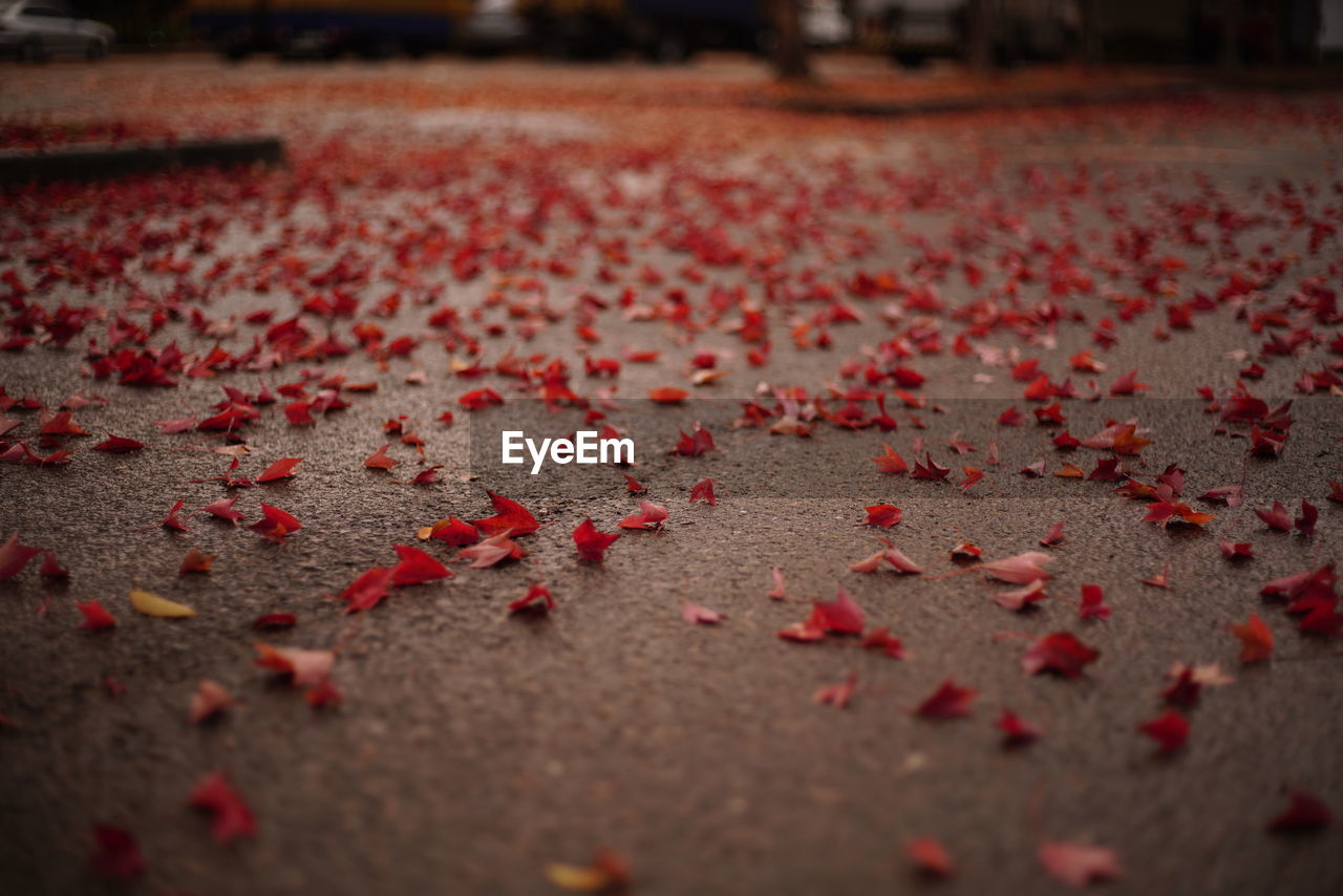 CLOSE-UP OF AUTUMN LEAVES