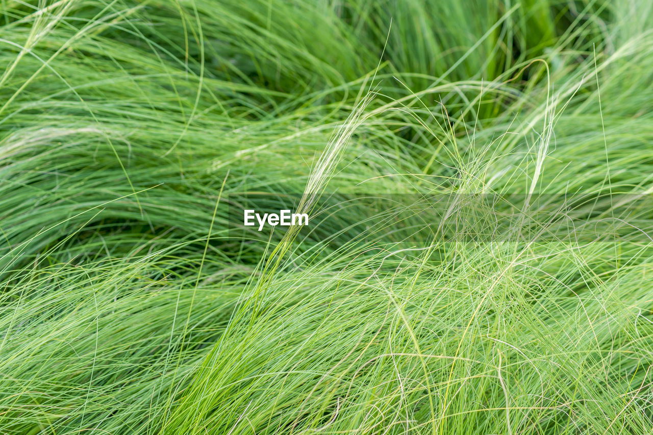 Green grass background texture