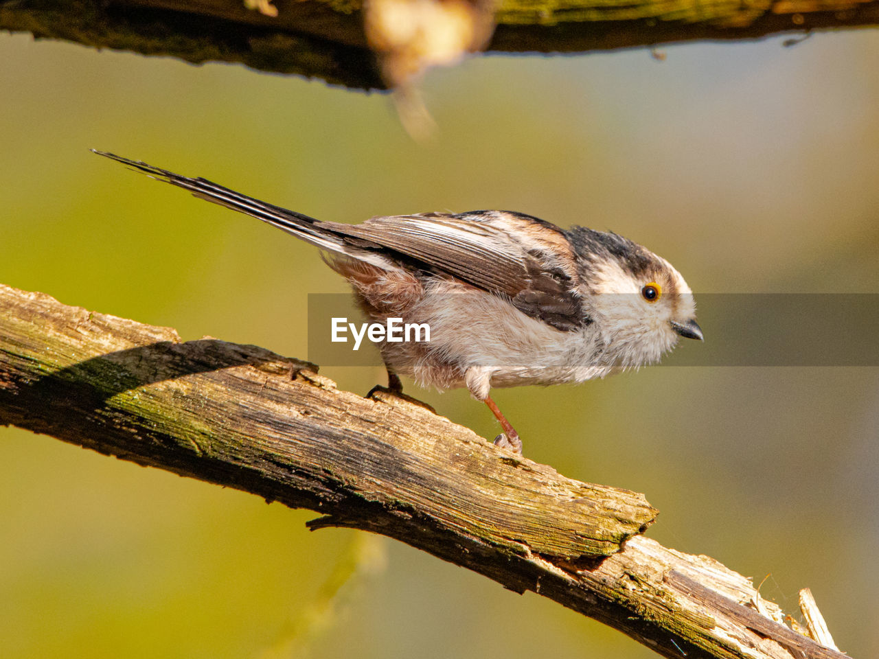 Close-up of bird perching on branch