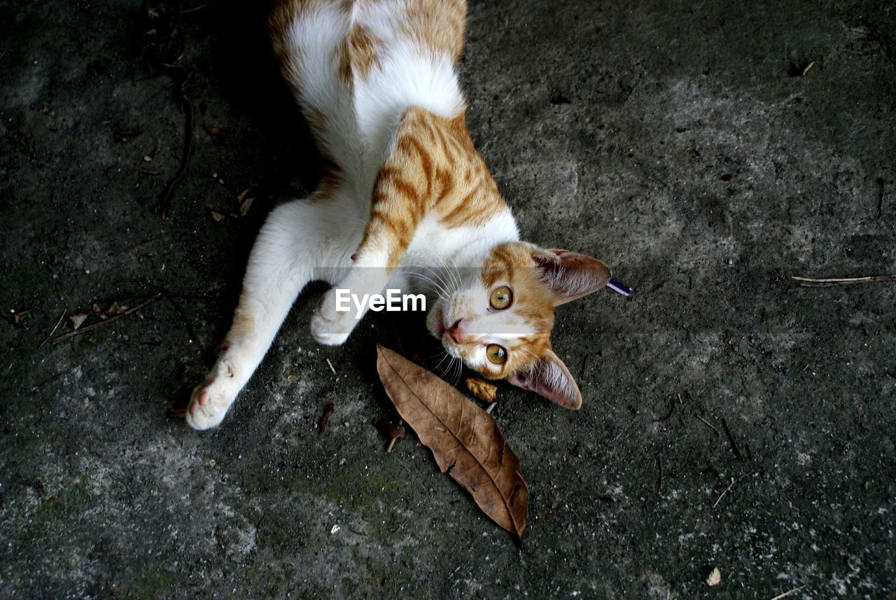 Portrait of cat relaxing on footpath