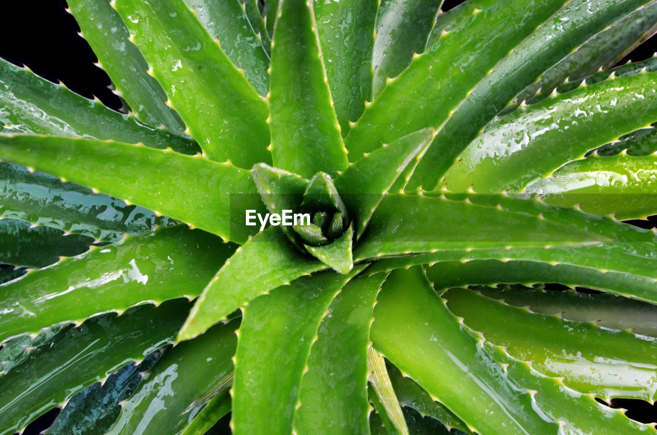 FULL FRAME SHOT OF SUCCULENT PLANTS