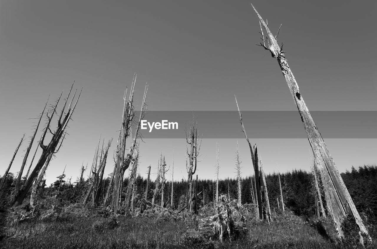 PLANTS ON FIELD AGAINST SKY