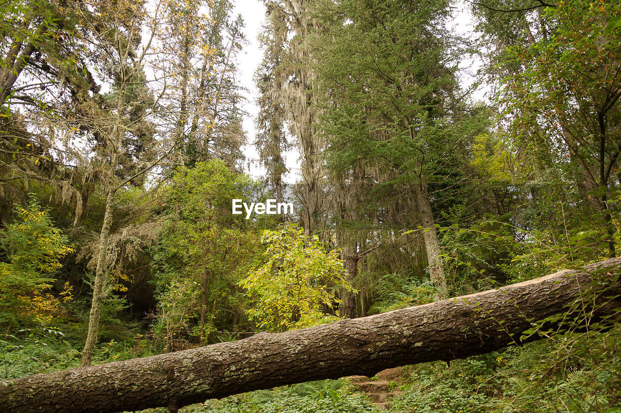 TREES AND PLANTS GROWING IN FOREST