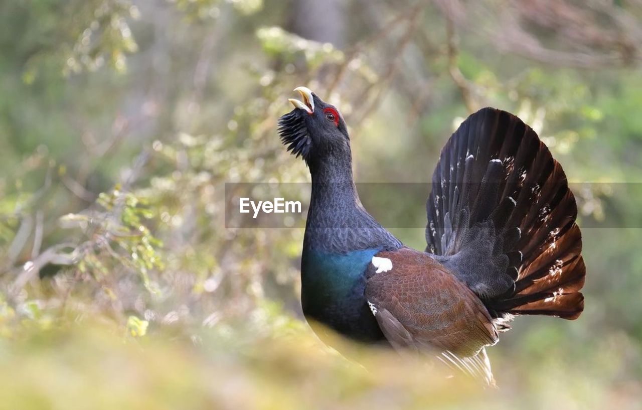 close-up of bird on field