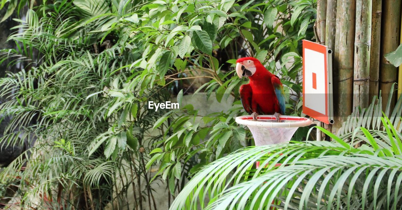 View of a bird on plant in yard